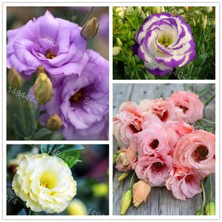 [Mới] - Hạt giống hoa cát tường mix giá rẻ - Thuận Duy Shop