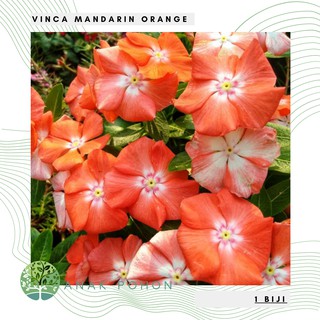 Hạt giống hoa cam Vinca Mandarin 20H