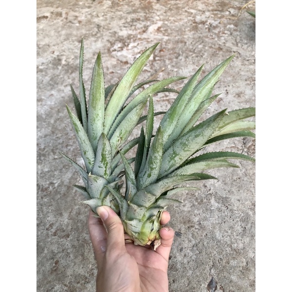 20 Cây Khóm (Dứa), Cây Cao Từ 15-30cm, Khỏe Mạnh, Boiboi.organic