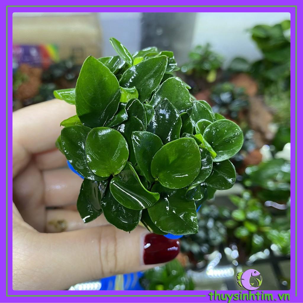 Ráy Nana Nhật  (Cây Thủy Sinh)