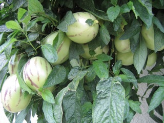 Hạt giống Dưa PEPINO