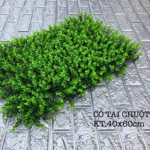 Cỏ tai chuột giá rẻ