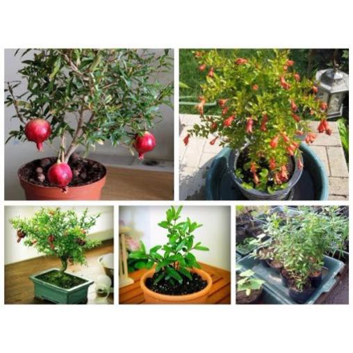 Sản phẩm Cây giống LỰU LÙN (LỰU LÙN BONSAI) + Tặng (0,3kg) phân hữu cơ cao cấp