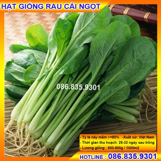 Chính hãng HẠT GIỐNG RAU CẢI NGỌT CHẤT LƯỢNG CAO, DỄ TRỒNG NHANH ĂN