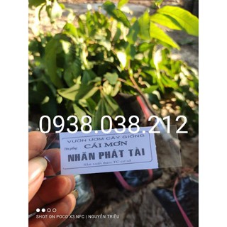 Cây giống nhãn phát tài