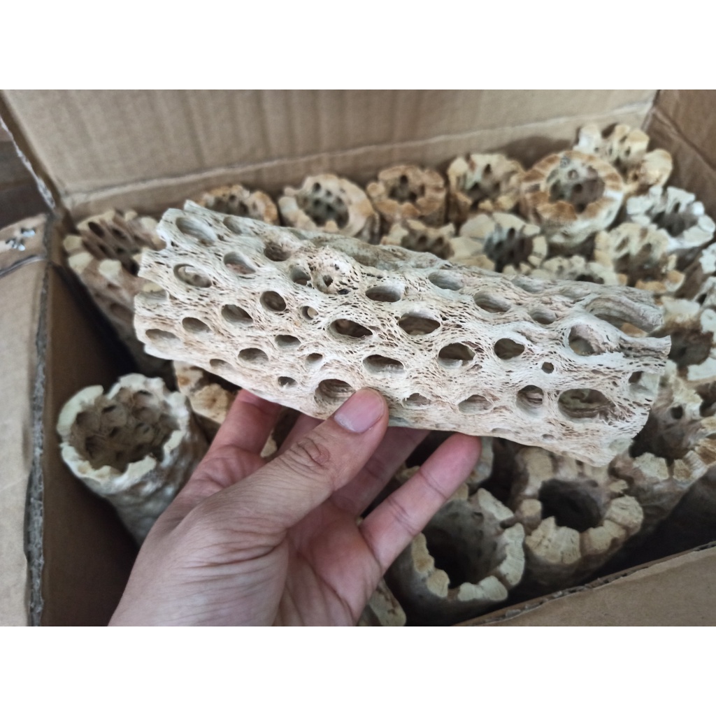 Lũa Teddy Bear Cholla Cho Tép Cảnh -Cholla Teddy Bear - Lũa Xương Rồng Rỗng Ruột Size Lớn - Trang Trí hồ tép-shopleo