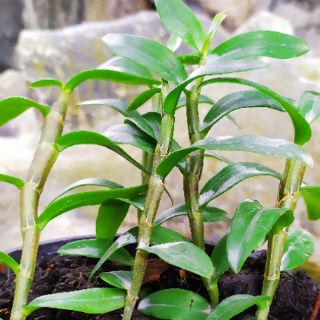 Cơm bo 10 Cây giống hoa lan Phi Điệp tím - Hòa Bình