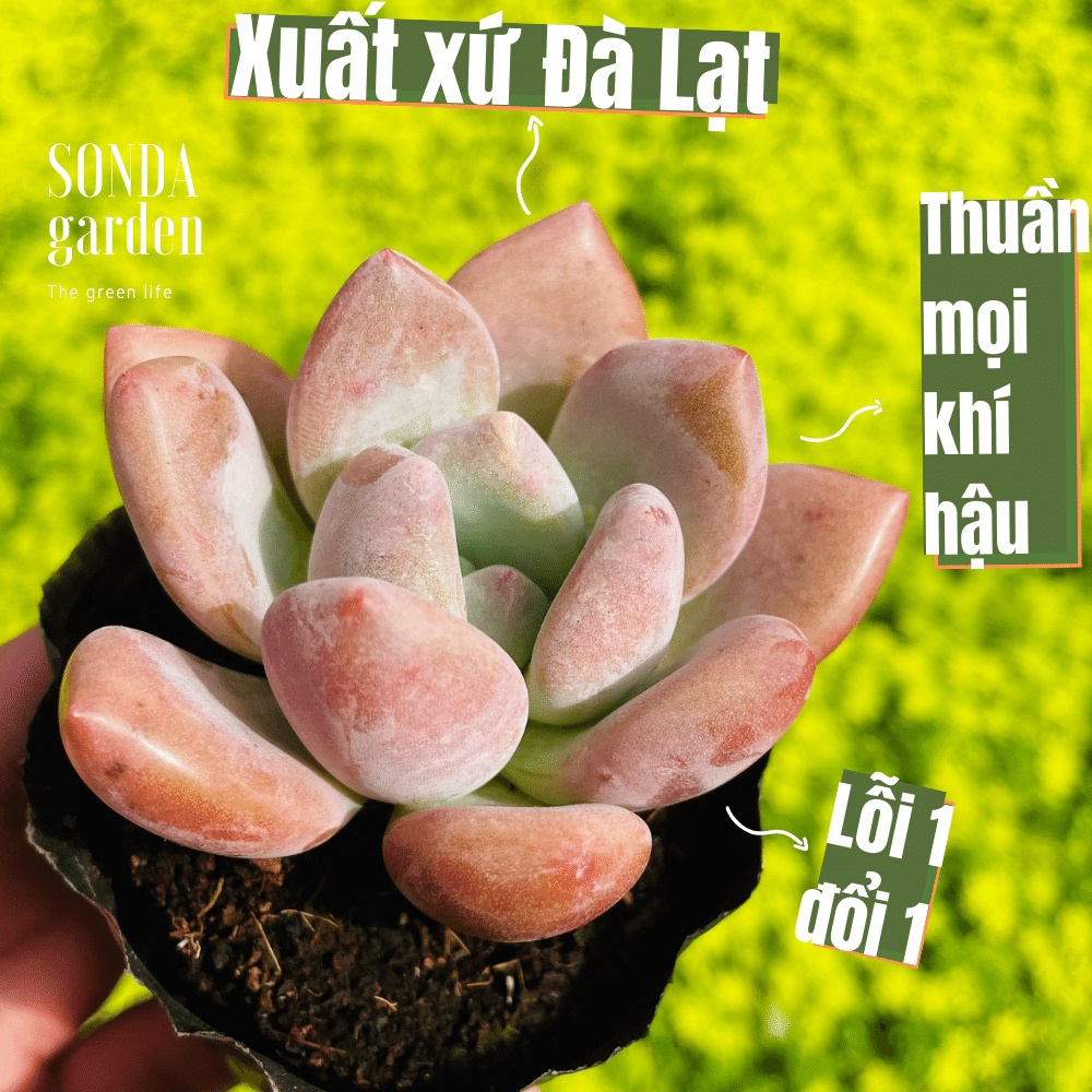 Sen đá sỏi hồng lá dài SONDA GARDEN size bé 5-8cm, cây cảnh trang trí nhà cửa, lỗi 1 đổi 1