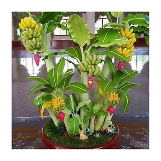 Hạt giống Chuối Mini Sỉ 10k gói 20 hạt