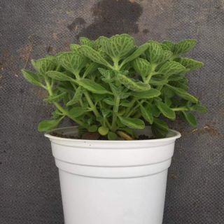 Cây giống Sen thơm (Nhất mạt hương)