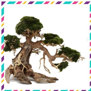 [Siêu Rẻ] Lũa Bonsai mini cho bể cá thủy sinh 25x20