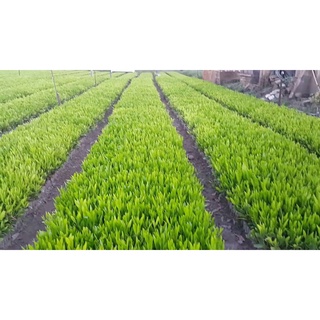 500 GRAM HẠT GIỐNG KEO LAI . (hạt giống vụ mới - Tỷ lệ nãy mầm cao ).