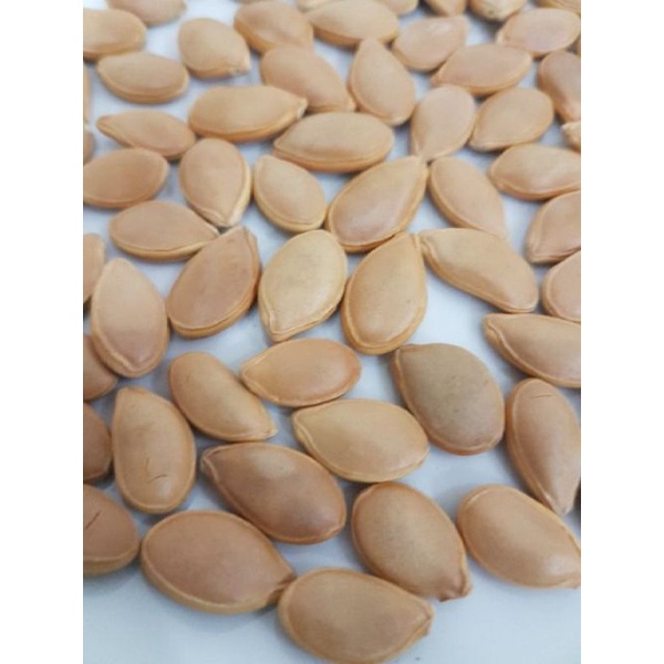 Hạt bí nhật trồng tại Đà Lạt.