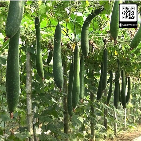 [Bán sỉ] - Hạt giống bí đao xanh (bí xanh - bí sặt) cao sản