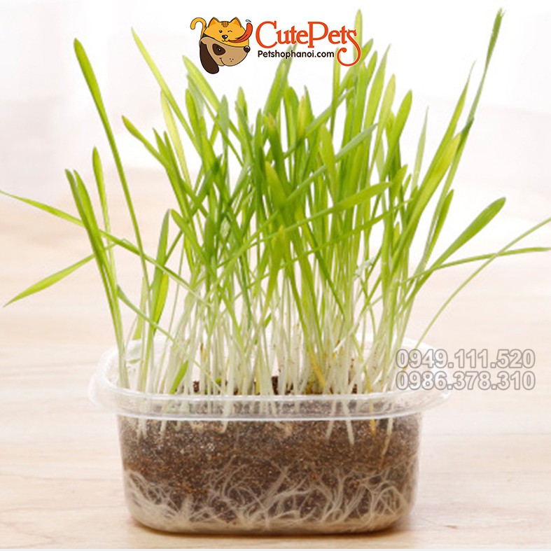 Hạt giống cỏ mèo ChiCat đủ đồ chỉ việc trồng - CutePets Phụ kiện chó mèo Pet shop Hà Nội