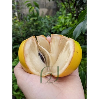 Combo 2 Cây Vú Sữa Hoàng Kim