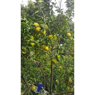 CÂY GIỐNG CAM XOÀN