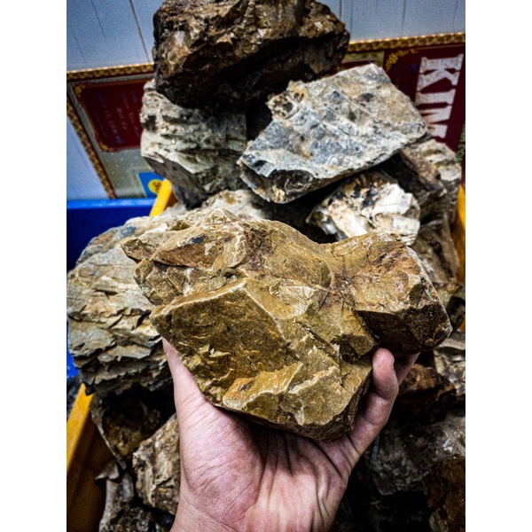 Đá Trầm Suối | Trang Trí Setup Bể Thủy Sinh, Biotope, Blackwater,.... | Mua nhiều giá tốt