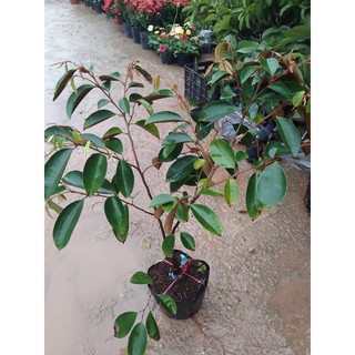 Cây giống vú sữa lò rèn.