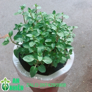 Chậu Cây Bạc Hà