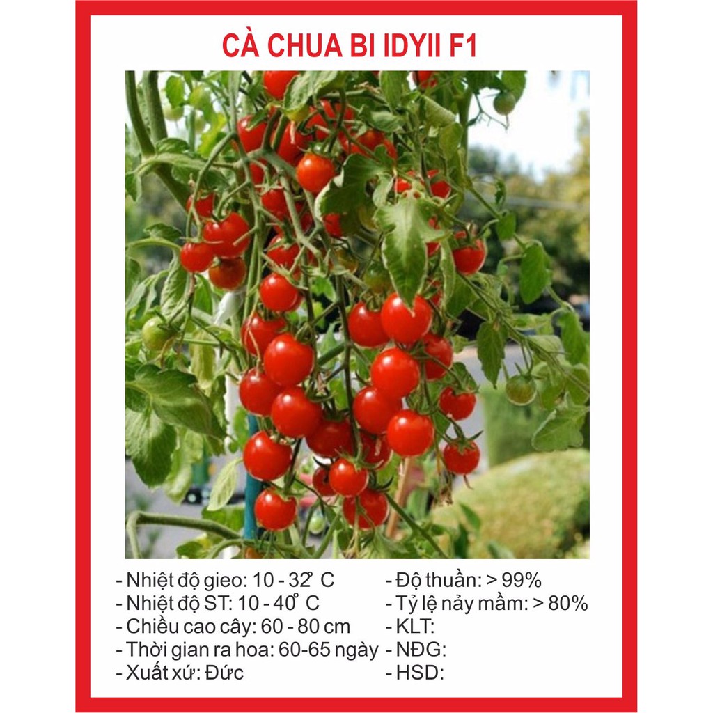 Hạt giống Cà Chua Bi Chùm 30 Hạt