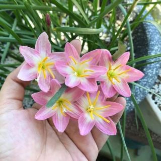 Huệ mưa Thái Zodilac...