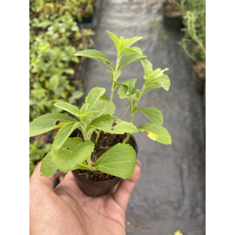 Cây cỏ ngọt