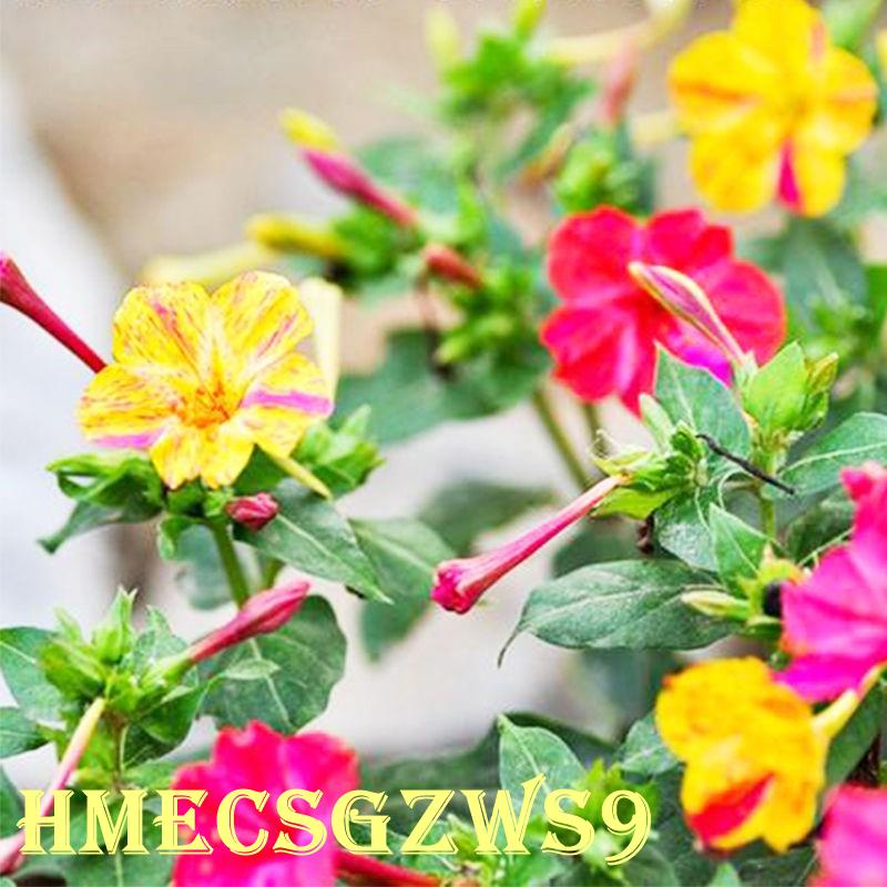Hạt giống hoa nhài thơm đầy màu sắc Hạt giống hoa nhài quý hiếm 20h