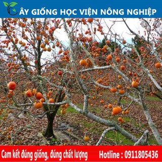Cây giống hồng giòn không hạt Nhật Bản