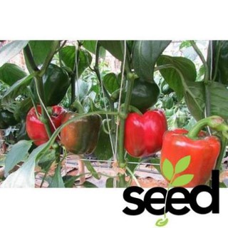 Hạt Giống Ớt Chuông Ớt Ngọt 0.5gram