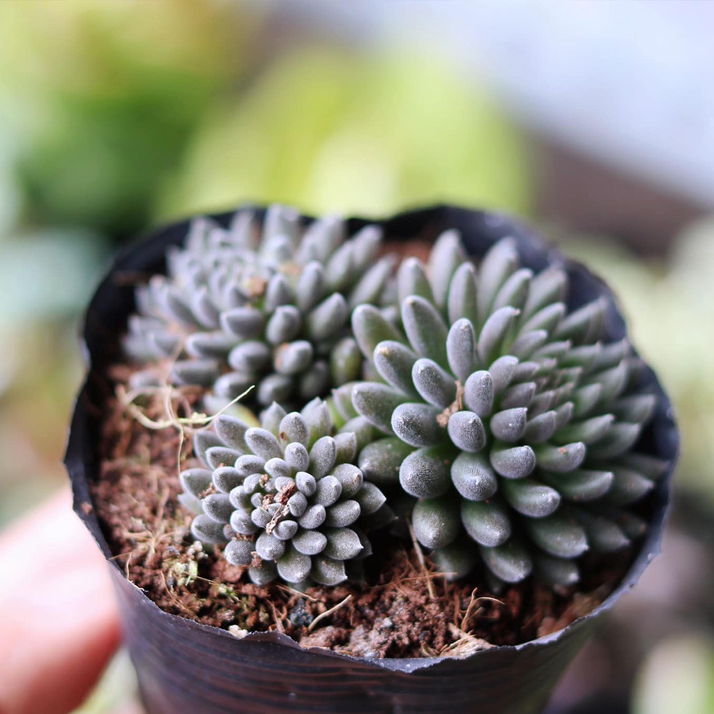 Sen đá nhím đen lạ mắt, size 3-4cm