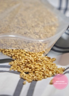 HẠT CỎ LÚA MÌ CHO MÈO 50G