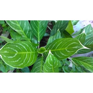 Bạch mã hoàng tử