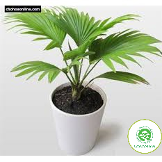 Cây cọ nhật - cây phong thủy để bàn mang lại tài lộc phú quý