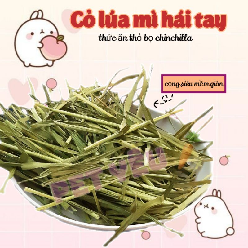 Cỏ lúa mì hái tay (350Gr) ❤Freeship❤ thức ăn thỏ bọ chinchilla🥕