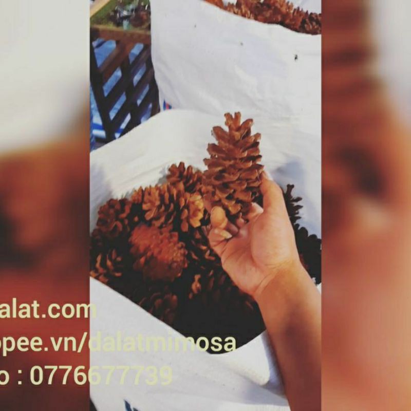 Quả Thông khô nhiều size  1 kg