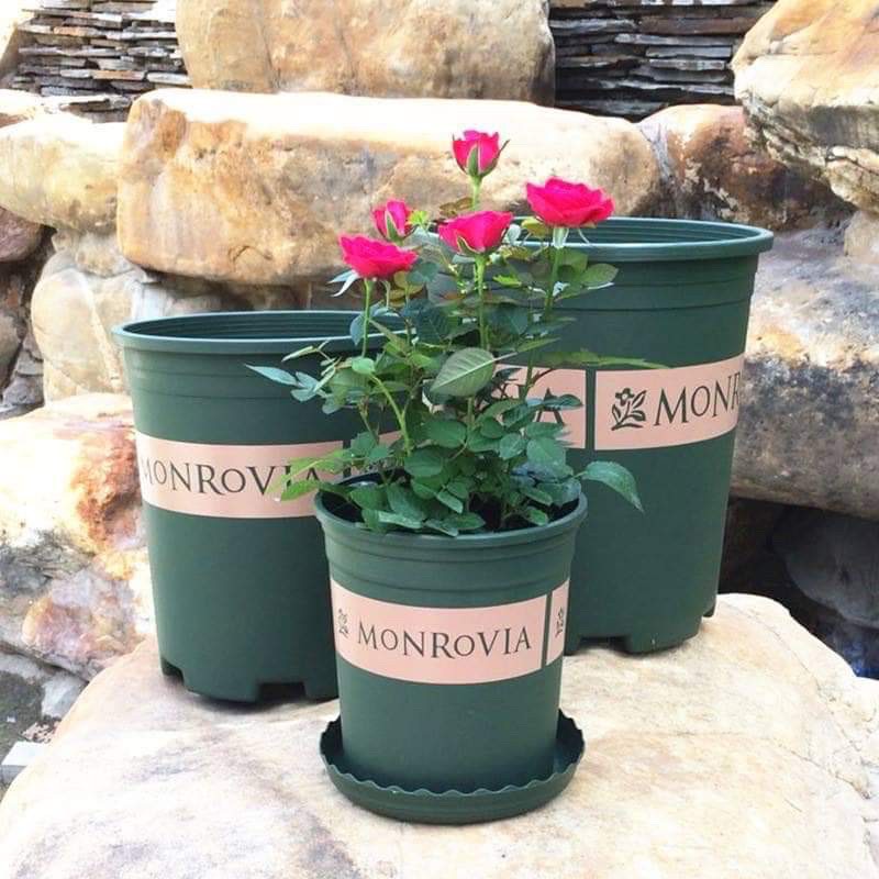 Phân bón ánh dầu đậu phộng đã xử lý nguyên chất 100% kg, chuyên dùng cho hoa cây cảnh rau màu