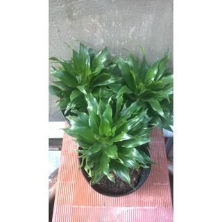 Cây phát tài nhật