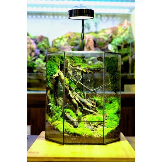 Rêu cỏ, rêu siêu bền thích hợp trồng bình terrarium, bán cạn, non bộ, tiểu cảnh, paludarium