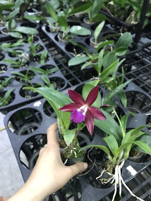 Cattleya Mini Cánh Sáp