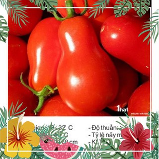 Hạt giống cà chua lê đỏ - 30 hạt f1