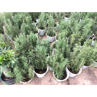 Cây hương thảo cao 35-40cm