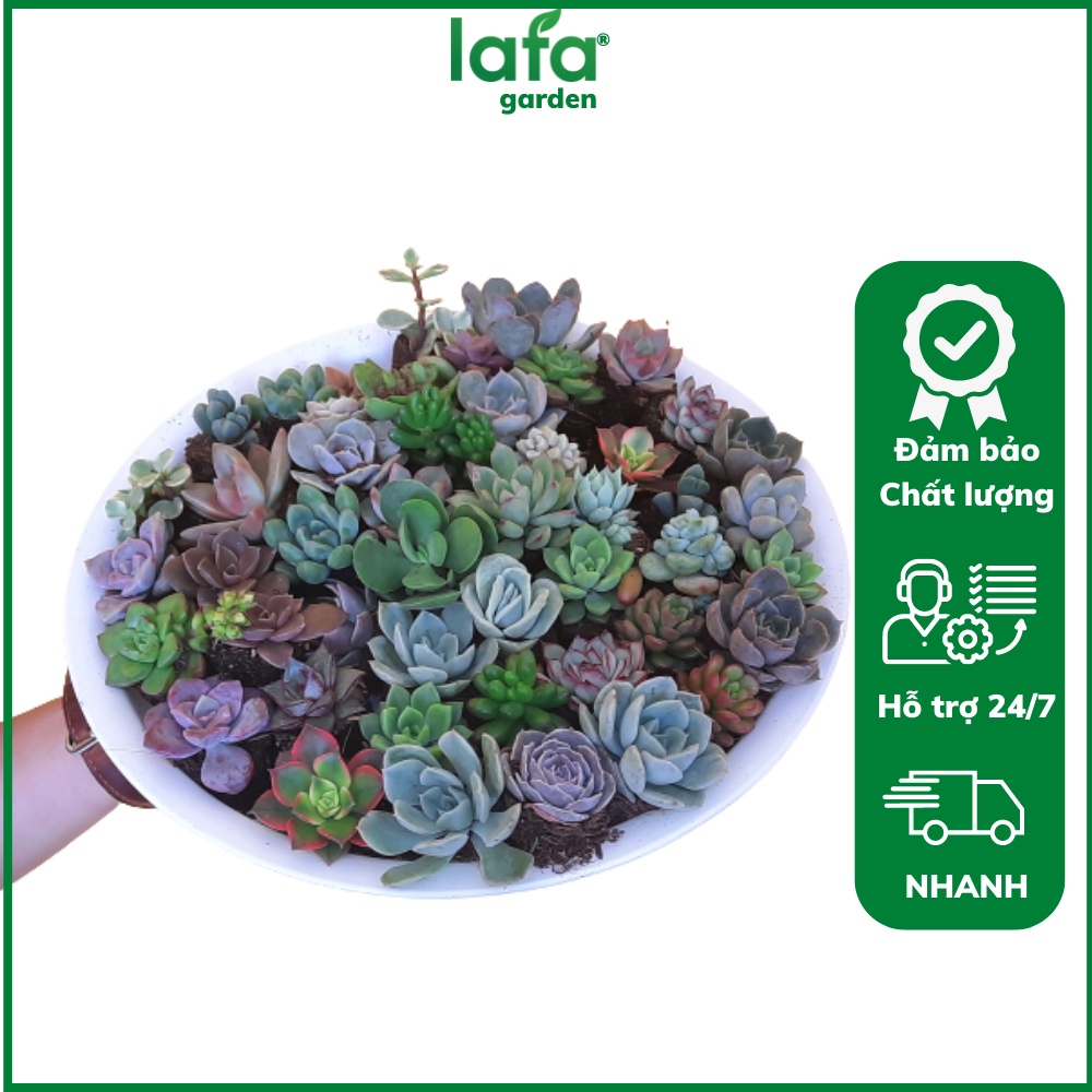 Cây sen đá mini Combo 6 loại sen đá mini ngẫu nhiên LAFA GARDEN
