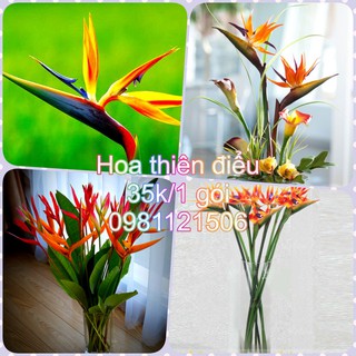 Hạt giống hoa thiên điểu. Combo 2 gói tặng 2 viên nén ươm hạt và kích mầm.