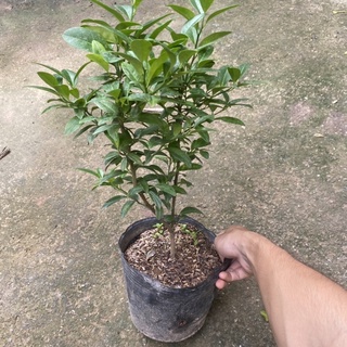Cây chanh ta ( chanh tứ quý ) trồng bịch đen tán sum (Ảnh Thật)