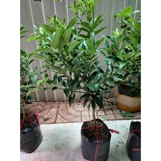 Cây tắc ngọt