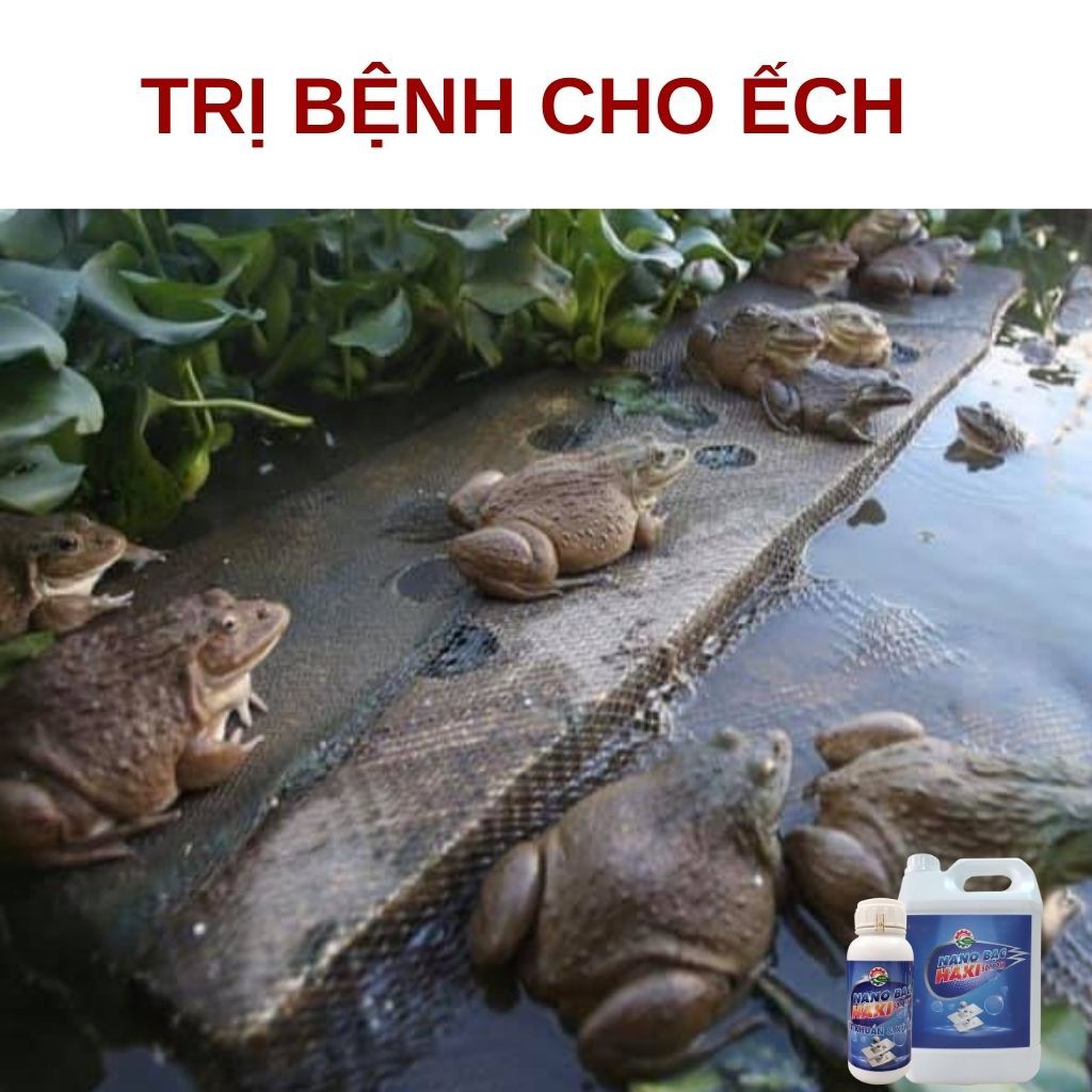 Nano bạc Haki 500ppm + Nano Đồng oxyclorua 15000ppm xử lý nước trong nuôi trồng thủy sản, cá cảnh