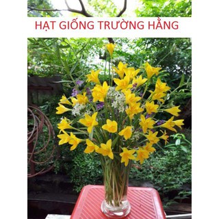Củ hoa Huệ Mưa Vàng Citrina (Size Mẹ / Baby)