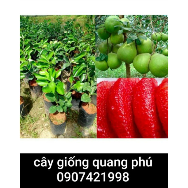 CÂY GIỐNG BƯỞI RUBY THÁI LAN (RUỘT ĐỎ SIÊU TRÁI )GIỐNG CHUẨN F1