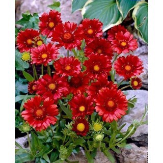 50 hạt giống hoa cúc công chúa arista 30cm